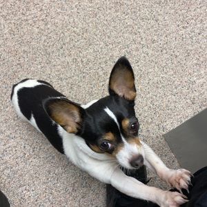 Meet your Posher, Nedia